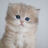 スコティッシュストレート