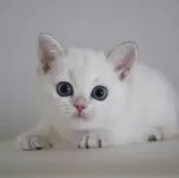 ブリティッシュショートヘア