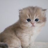 スコティッシュストレート