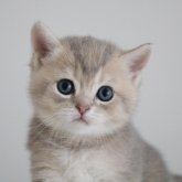ブリティッシュショートヘア