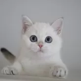 ブリティッシュショートヘア