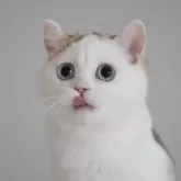 スコティッシュストレート【愛知県・女の子・2025年7月15日・チョコレートゴールデンシェーデッド&ホワイト】の写真1「斬新なヘアスタイルがとってもかわいいです(笑)お顔まんまる♪」