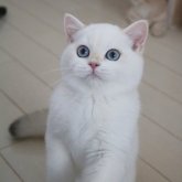 ブリティッシュショートヘア