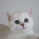 ブリティッシュショートヘア