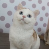 スコティッシュストレート