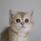 スコティッシュストレート