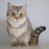 スコティッシュストレート【愛知県・女の子・2025年7月15日・ブラックゴールデンシェーデッド&ホワイト】の写真1「大きくてちょっぴりタレ目なキュートフェイスです♪むちむちw」