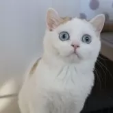 スコティッシュストレート