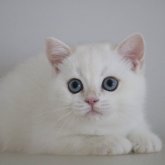 ブリティッシュショートヘア