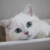ブリティッシュショートヘア