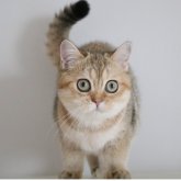 スコティッシュストレート