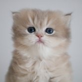 スコティッシュストレート