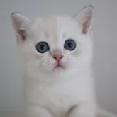 ブリティッシュショートヘア