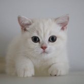 ブリティッシュショートヘア