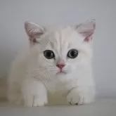 ブリティッシュショートヘア