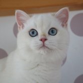 ブリティッシュショートヘア