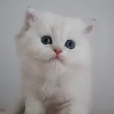 ブリティッシュショートヘア