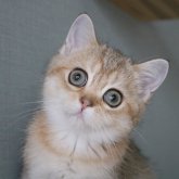 スコティッシュストレート