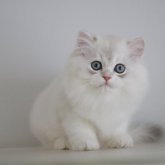 ブリティッシュショートヘア