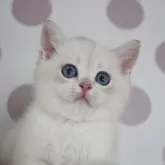 ブリティッシュショートヘア