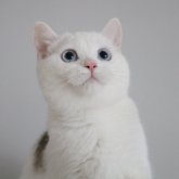 スコティッシュストレート