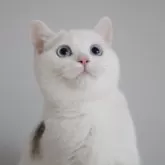 スコティッシュストレート【愛知県・男の子・2025年7月15日・チョコレートティックドタビー&ホワイト】の写真1「頭の柄がとってもキュート♪頭のてっぺんにゴマ付いてます( ´ー`)←柄ですw」