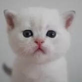 ブリティッシュショートヘア