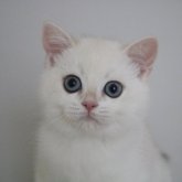 ブリティッシュショートヘア