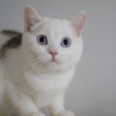 スコティッシュストレート