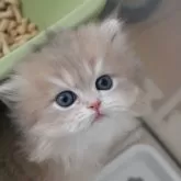 スコティッシュストレート