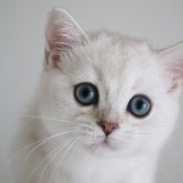 ブリティッシュショートヘア