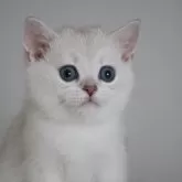 ブリティッシュショートヘア