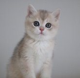 ブリティッシュショートヘア