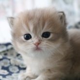 スコティッシュストレート