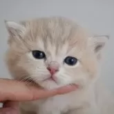 ブリティッシュショートヘア