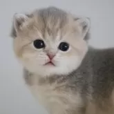 ブリティッシュショートヘア