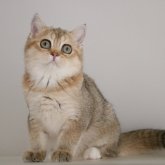 スコティッシュストレート