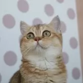 スコティッシュストレート