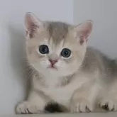 ブリティッシュショートヘア