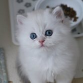 ブリティッシュショートヘア