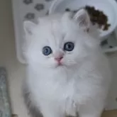 ブリティッシュショートヘア