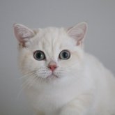 ブリティッシュショートヘア