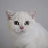 ブリティッシュショートヘア