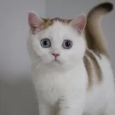 スコティッシュストレート【愛知県・女の子・2025年7月15日・チョコレートゴールデンシェーデッド&ホワイト】の写真2「まんまるポテポテ2.35キロになりました♪」