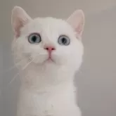 スコティッシュストレート【愛知県・男の子・2025年7月15日・チョコレートティックドタビー&ホワイト】の写真2「首をなが～くしてママ待ってますw」