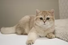 ブリティッシュショートヘア【愛知県・女の子・2024年10月30日・ライラックゴールデンシェーデッド】の写真8