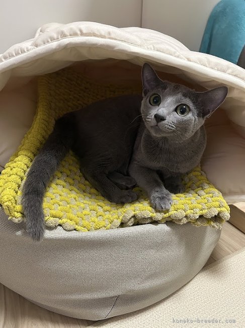 稲葉充ブリーダーのブログ：もうひとりの子猫です