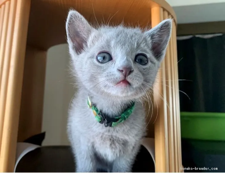 あお 様のお迎えした子猫