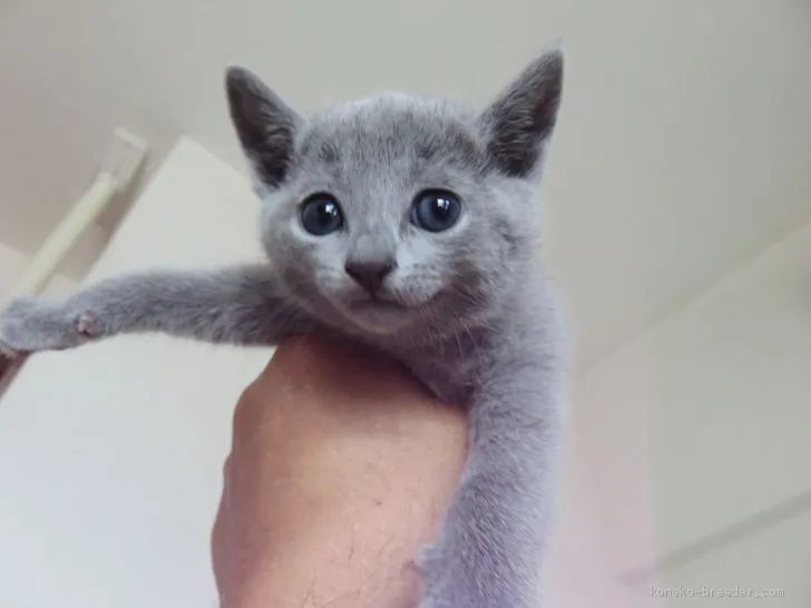 ID：1906-00099の子猫