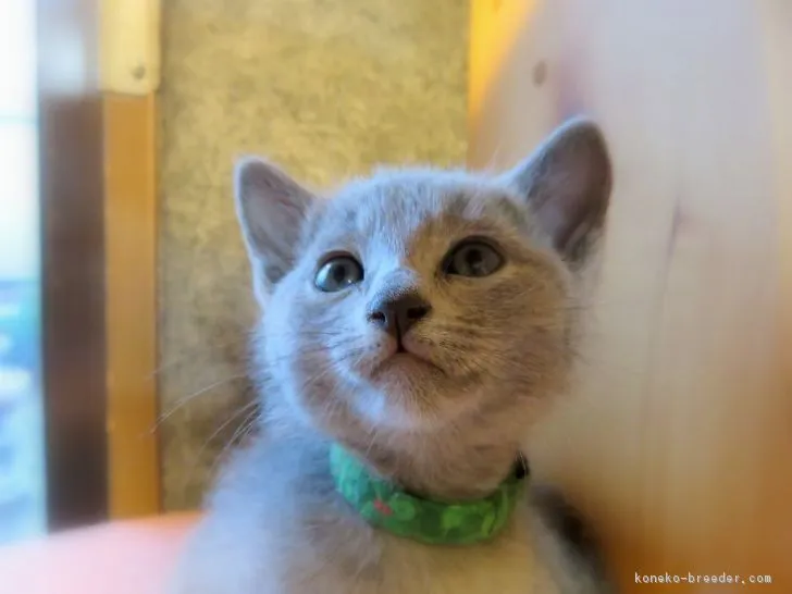 ID：1805-01730の子猫